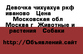 lДевочка чихуахуа ркф иваново › Цена ­ 20 000 - Московская обл., Москва г. Животные и растения » Собаки   